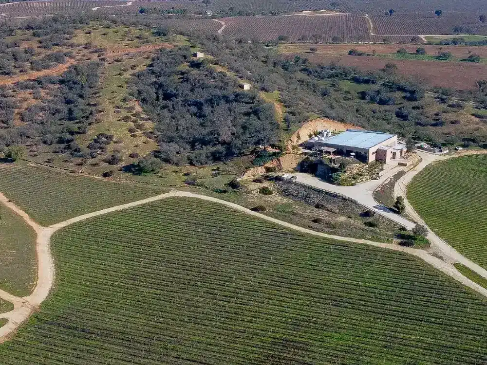 Velden vol met wijnranken van het wijnhuis Villard fine wines in Zuid-Amerika.